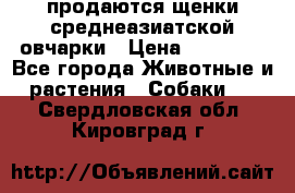 продаются щенки среднеазиатской овчарки › Цена ­ 30 000 - Все города Животные и растения » Собаки   . Свердловская обл.,Кировград г.